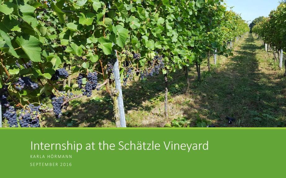 UCF-Hoermann-Schaetzle-Vineyard